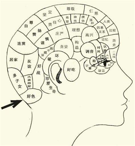 頭骨相學|【頭骨相學】解密頭骨相學：揭開智慧與長壽的秘密！